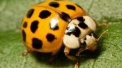 Koristi, škodo in nevarnost ladybugs